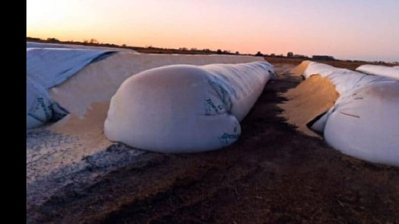 Imputaron a dos hombres por la rotura de 17 silobolsas de Cargill