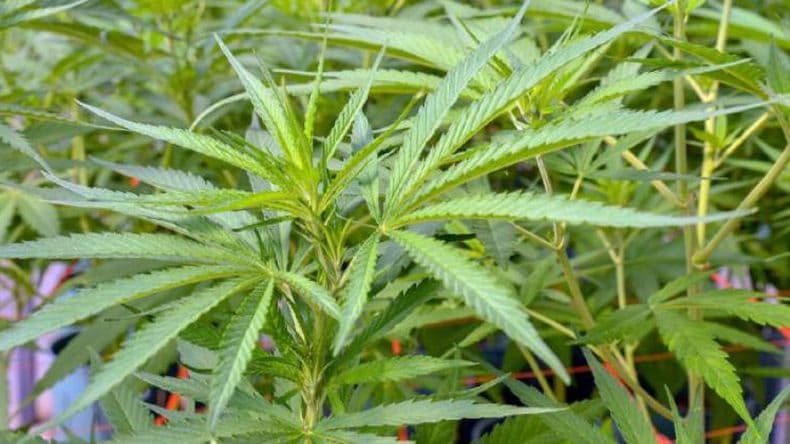 Fallo inédito: ordenan devolver las plantas de cannabis a un paciente oncológico de Junín