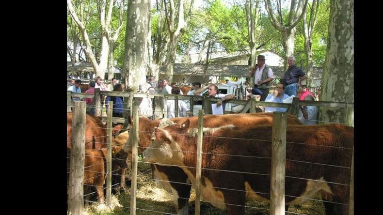 Genética bovina de alta calidad: este viernes realizan el remate "De Buena Clase"
