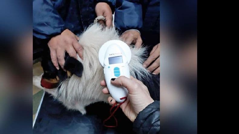 Multaron a la dueña de un perro Pitbull que atacó en la vía pública