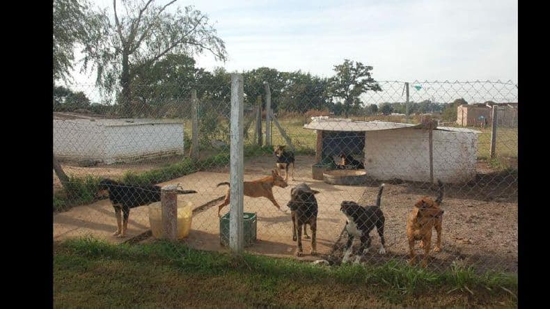 Trabajan en un registro para los perros potencialmente peligrosos