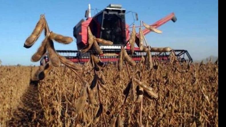 Cosecha gruesa: varios factores inciden para un cierre de campaña incierto