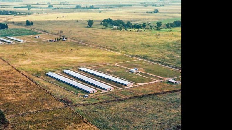 Sería inminente la imputación del supervisor de la planta avícola de Guerrico por explotación