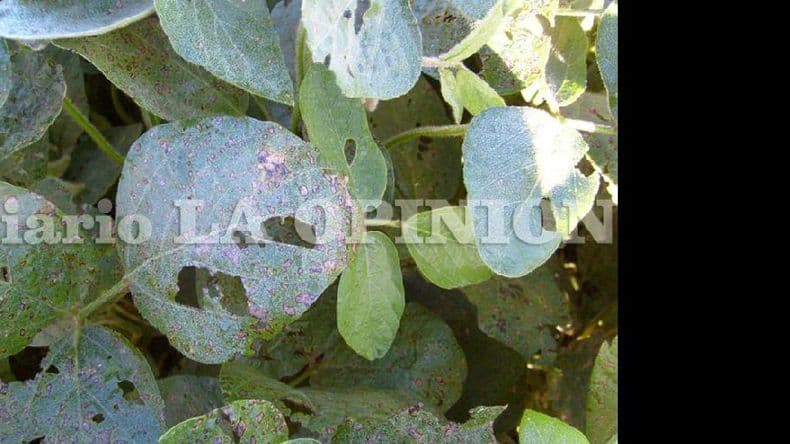 La soja de primera, bajo la lupa entre ataques de plagas y malezas