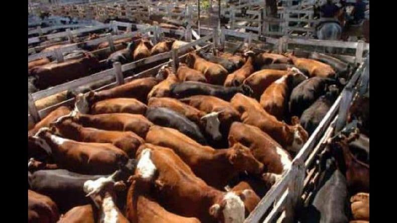“El efecto sequía modificó la producción de carne vacuna”