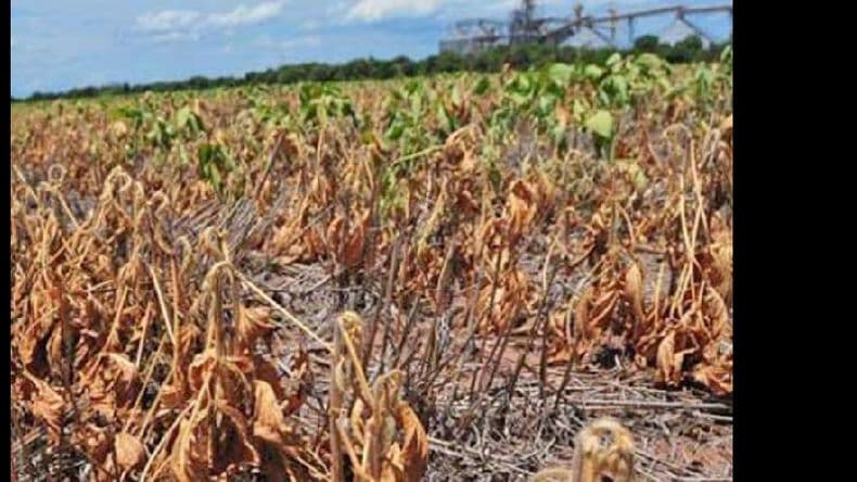 Bajan las estimaciones de cosecha de soja a 44 millones de toneladas