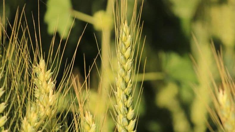 Trigo: analizan la fertilidad de la espiga para aumentar la productividad