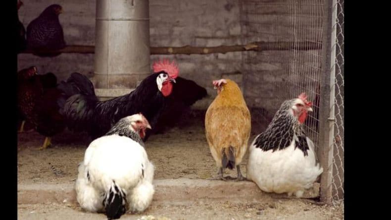 Confirman primer caso de gripe aviar en aves de corral y suspenden las exportaciones