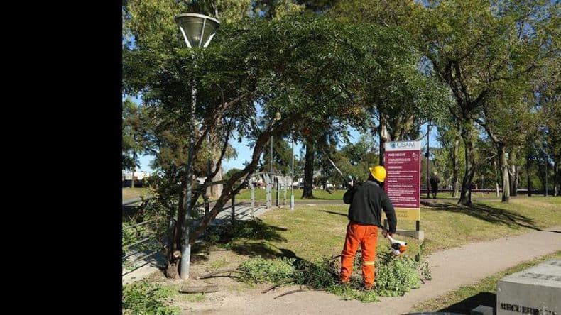 Programan los trabajos que se harán para poda y limpieza del arbolado