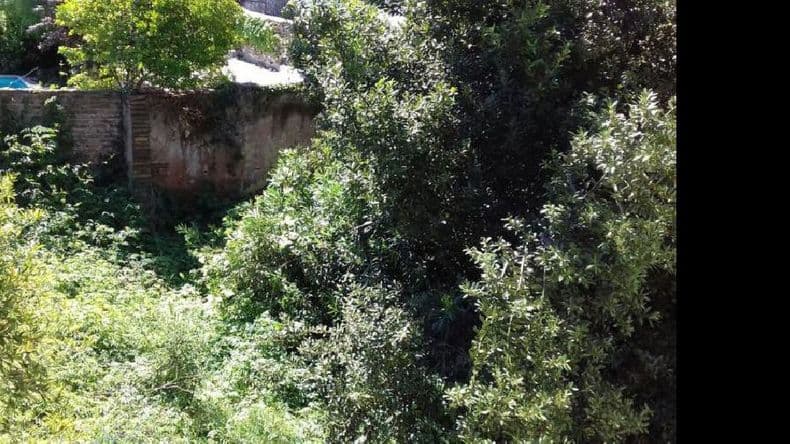 Una mini selva en un corazón de manzana del Centro pergaminense