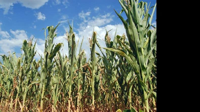Habrá menos soja y maíz en el Mercosur por “La Niña”