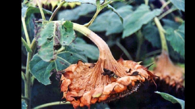 Presentan un girasol resistente a enfermedades
