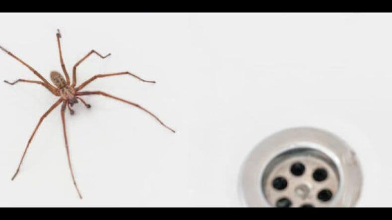 Cómo reconocer la araña del rincón que provocó la muerte de una nena en Lincoln
