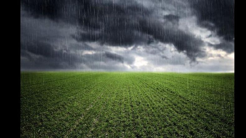 La lluvia, como agua bendita para el campo: el trigo puede recuperarse