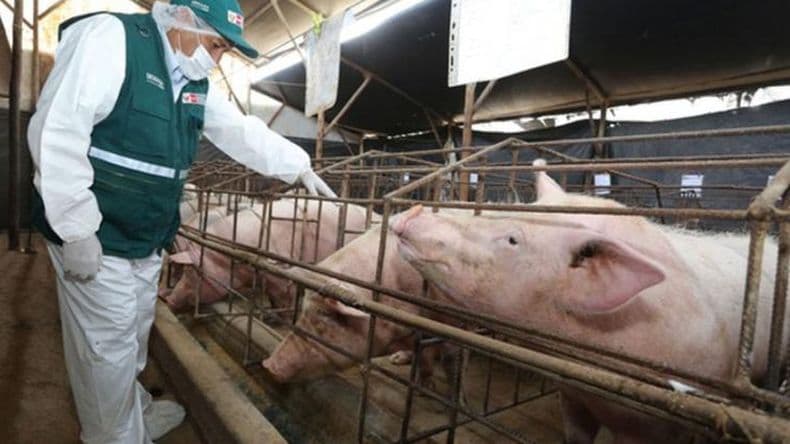 El Senasa dio alerta sanitaria por el virus "peste porcina"