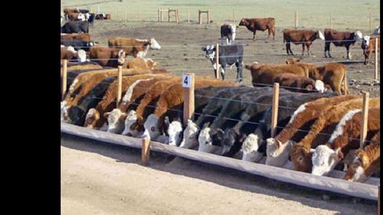 Nueva reglamentación para los feedlots