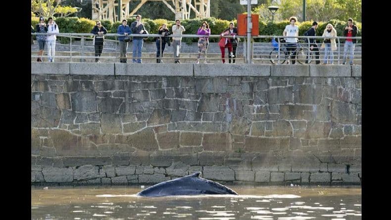 Apareció una ballena en Puerto Madero