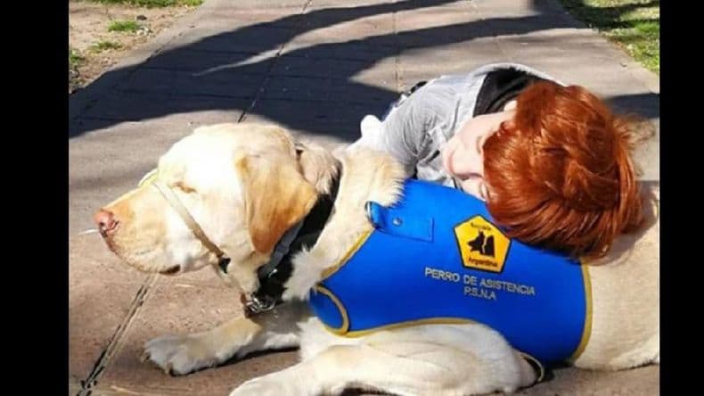 La labradora Ainda se encontrará con un niño con autismo en Mendoza