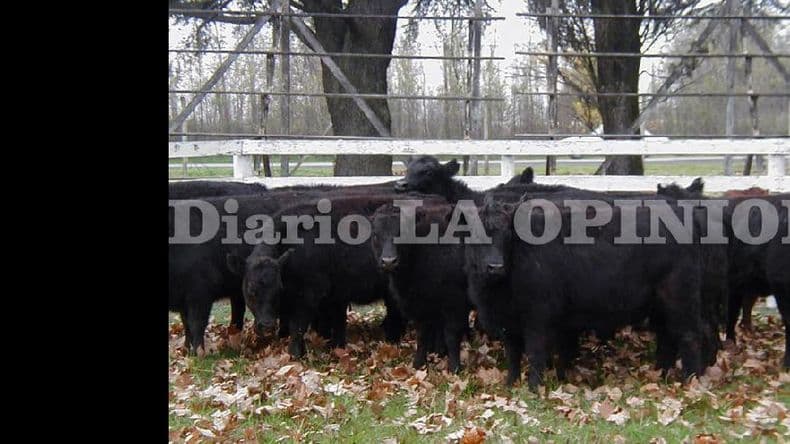 Las XXIII Jornadas Ganaderas de Pergamino serán el 25 de junio