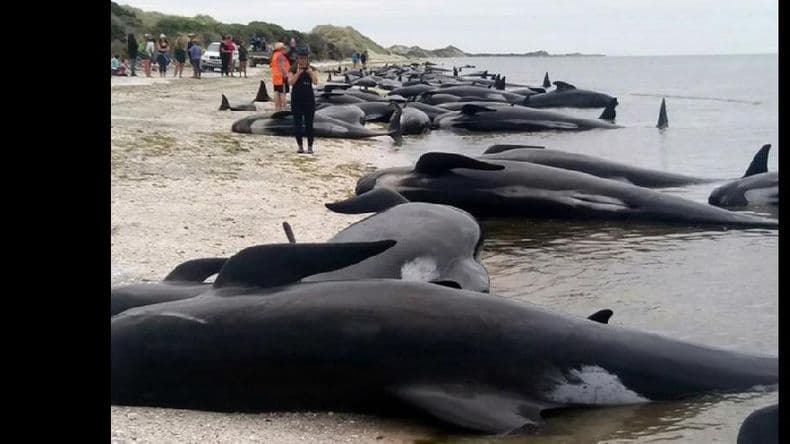 Encallan unas 200 ballenas más en Nueva Zelanda