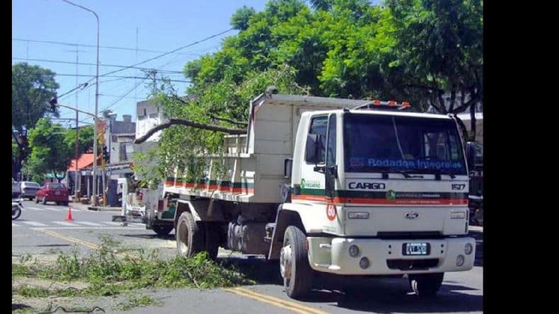 Iniciarán mañana la campaña anual de poda del arbolado