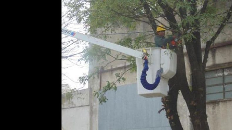 Empieza el período de poda con un tema recurrente: árboles y cables