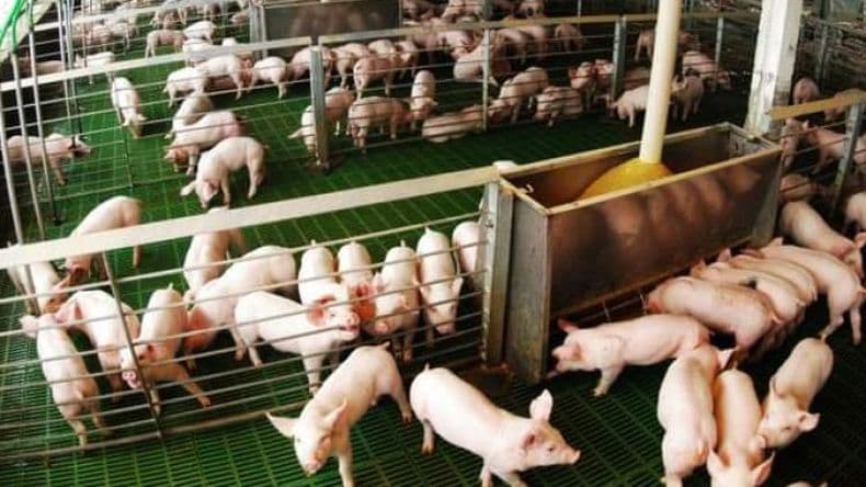 Desafíos y oportunidades de la producción porcina