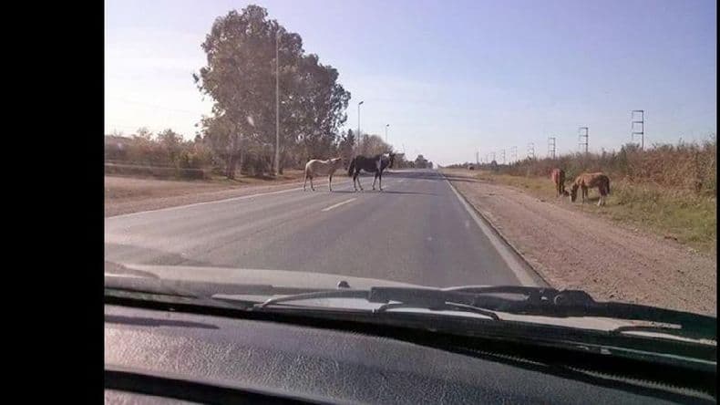 Caballos sueltos en la ruta Nº 178: el miércoles hubo otro accidente de tránsito