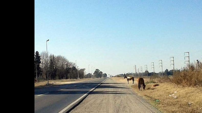 Continúan las denuncias por la presencia de caballos sueltos en la ruta Nº 178