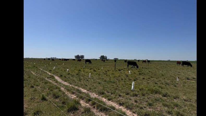 Lanzan un proyecto para reforestar y poner en valor los suelos de campos