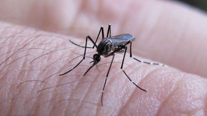 Dengue: Sin brotes y sin vacunas en el interior bonaerense