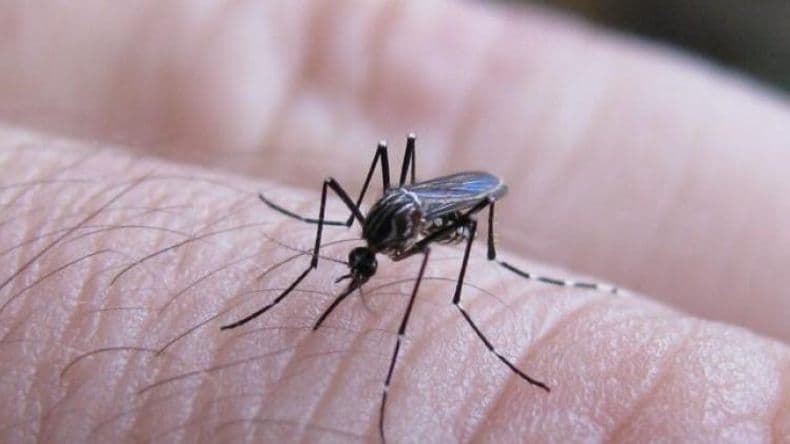 Dengue: Temen "reintroducción del virus" con las altas temperaturas
