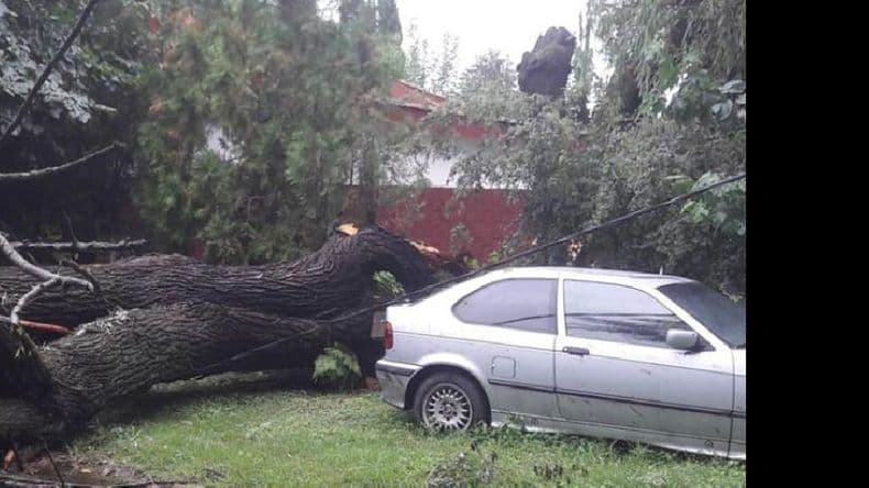 Arboles y cables, una convivencia cada vez más compleja en una ciudad que ha crecido