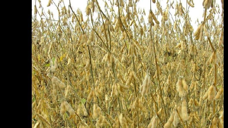 Los precios de la soja en Chicago mostraron fuertes mermas