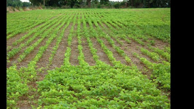 El precio de la soja, con fuertes variaciones