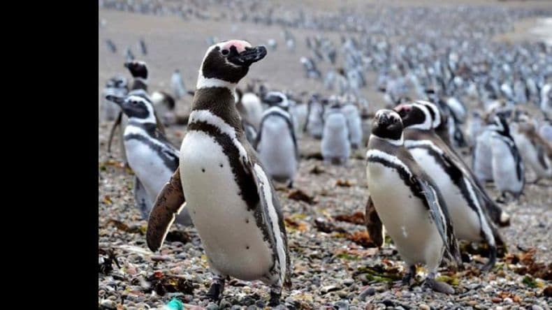 Los pingüinos comenzaron a llegar a las reservas de Chubut, este año sin turistas