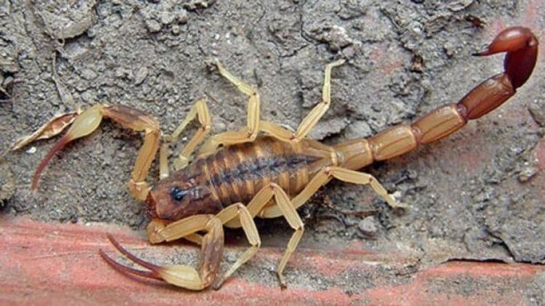 Alacranes: Cómo reconocer especies peligrosas y qué hacer ante una picadura