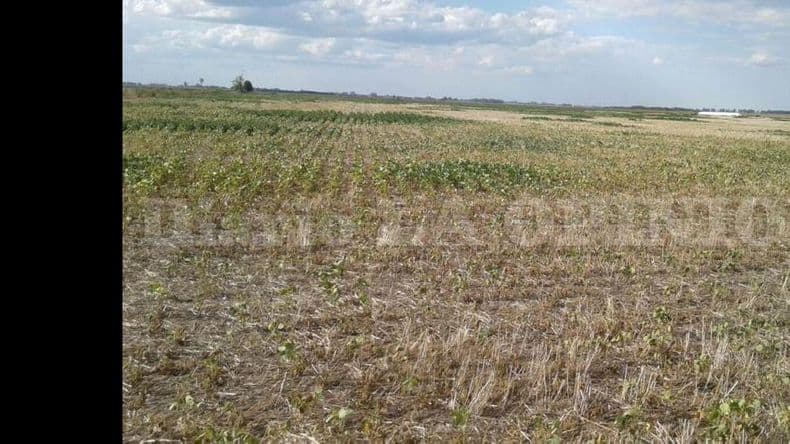 Por la sequía, productores solicitan la Emergencia Agropecuaria en Pergamino
