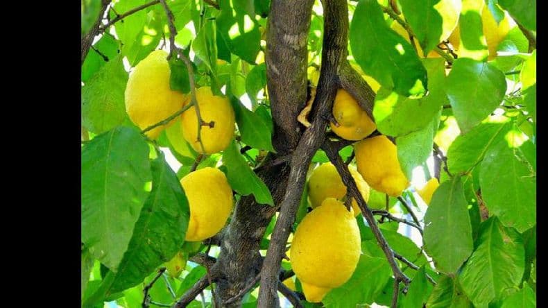 Los limones argentinos podrán ingresar al mercado estadounidense en 2017