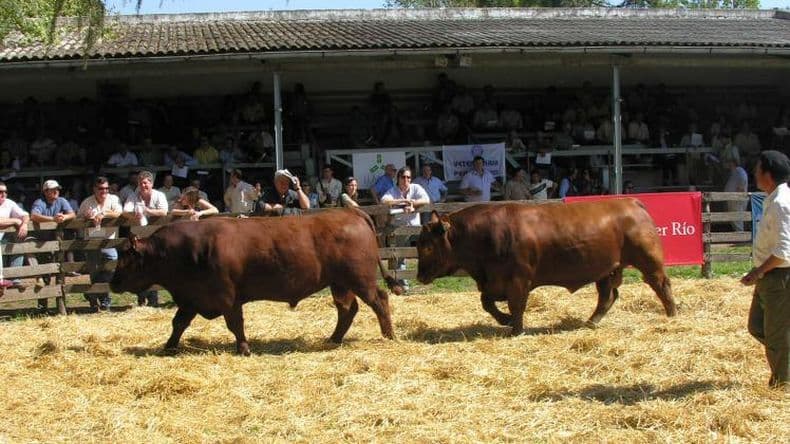 Remate de reproductores de genética de alta calidad en Pergamino