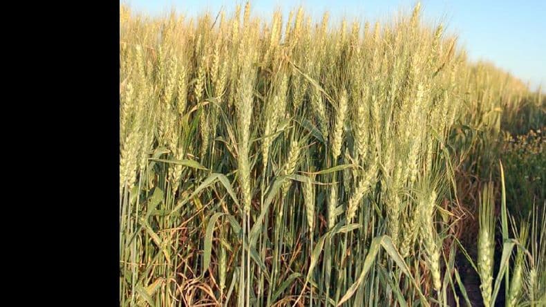 Caída del 16% en el área de siembra de trigo