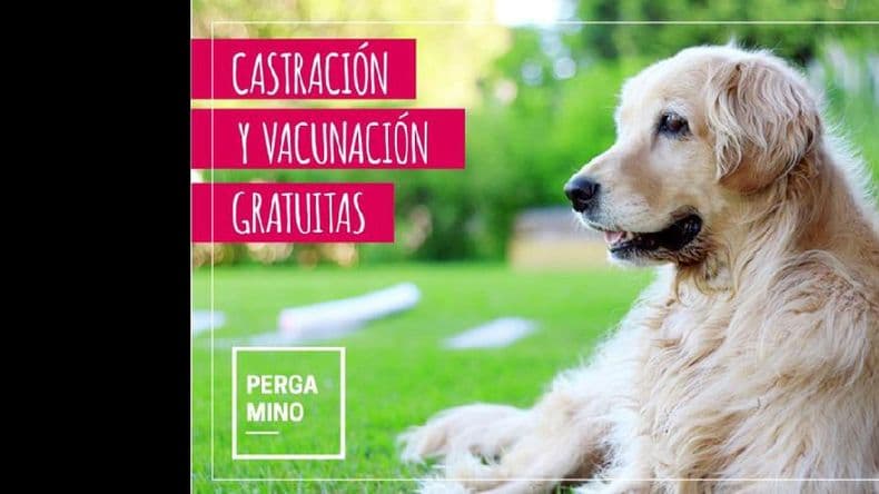El móvil de castración y vacunación este mes atenderá en los caniles