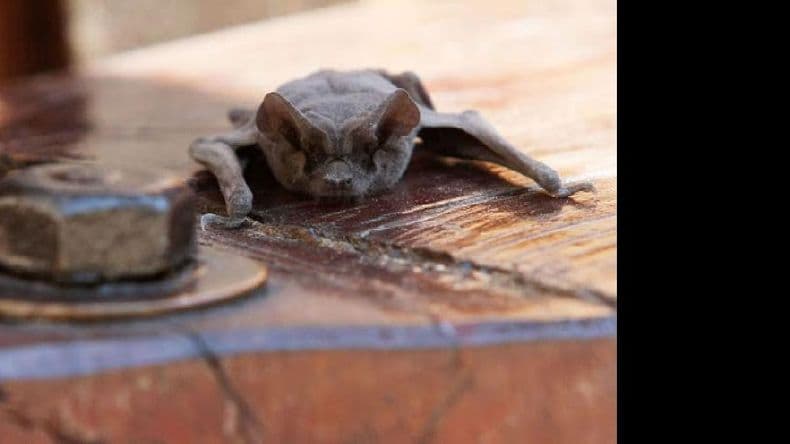 ¿Qué se debe hacer en caso de hallar en la vía pública un murciélago?