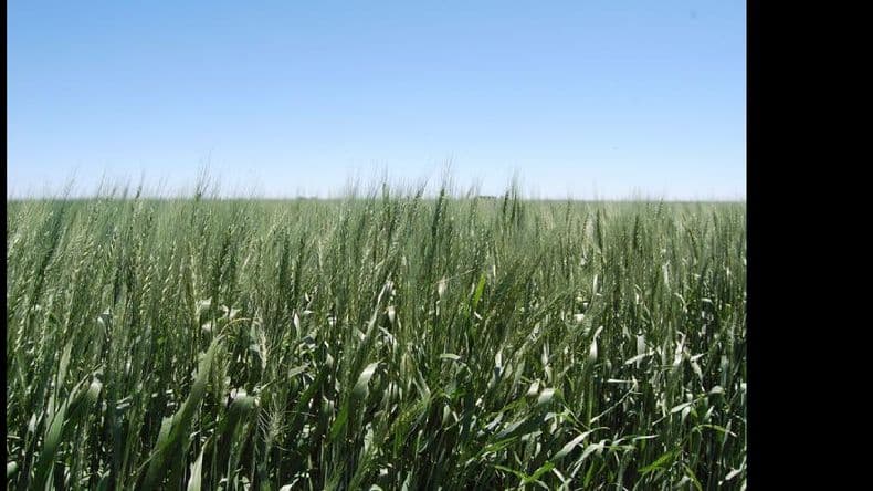 Mala semana para el cultivo de trigo, que atraviesa fases claves