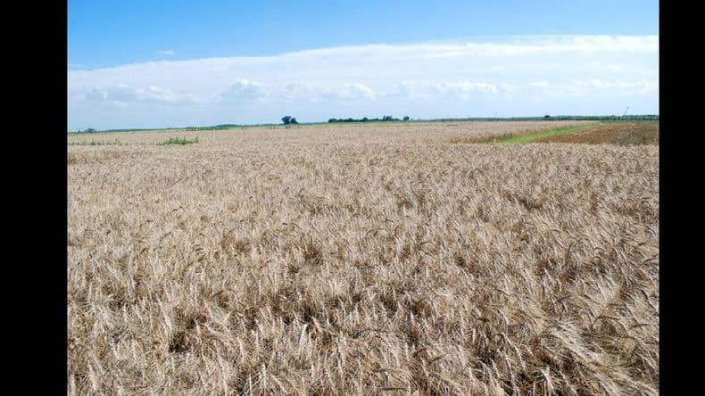 Mercado de granos: nuevas alzas en las últimas semanas