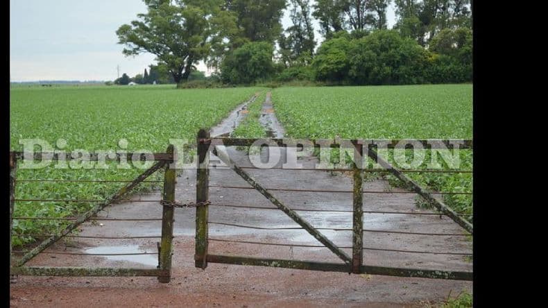 La producción de maíz 2015/2016 crecería a 23,8 millones de toneladas