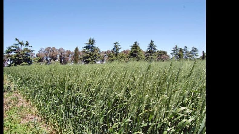 Con rotaciones, el trigo multiplica los rindes