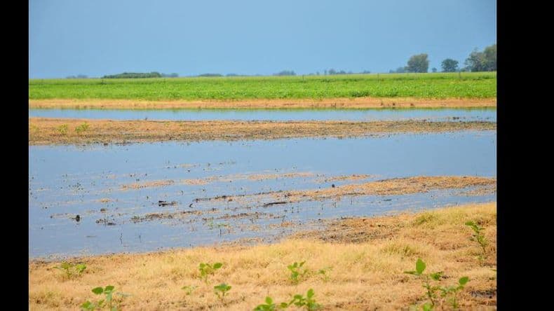 Serios anegamientos y pérdidas en soja por las lluvias de alta intensidad
