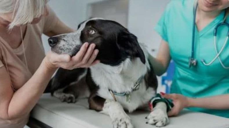 ¿Cuáles son las veterinarias que estarán de guardia este mes?