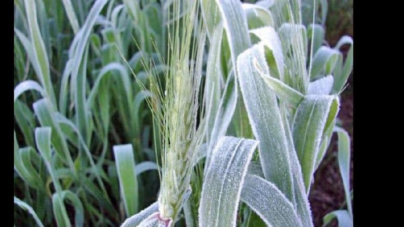Heladas tardías afectan al trigo y la cebada mientras que demora la siembra de soja